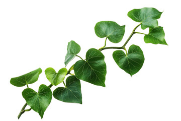 Climbing ivy vine branch, isolated background