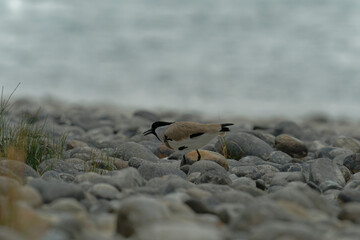 River lapwing on the beach
