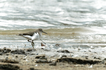 Sandpiper on the beach