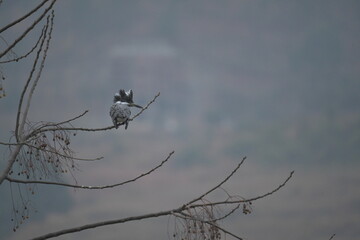 Crested kingfisher on the branch
