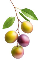 Kakadu plum fruit with leaf isolated on transparent white background, clipping path