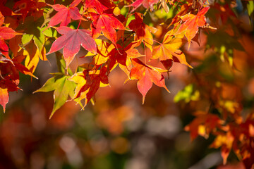 紅葉