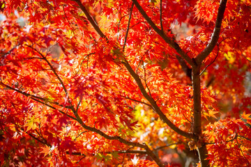 紅葉