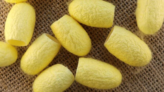 Rotation of yellow silkworm cocoons. Natural silkworm cocoons Top view. Seamless looping.