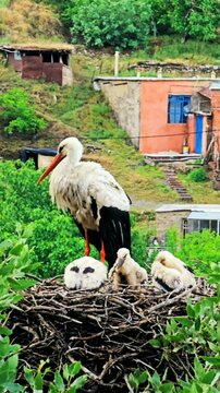 Stork City, where storks nest peacefully among homes, coexisting with locals.
📍Dareh Tefe, Marivan - Kurdistan  