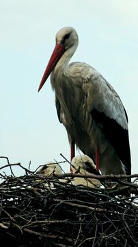 Stork City, where storks nest peacefully among homes, coexisting with locals.
📍Dareh Tefe, Marivan - Kurdistan  