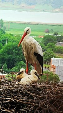 Stork City, where storks nest peacefully among homes, coexisting with locals.
📍Dareh Tefe, Marivan - Kurdistan  
