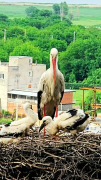 Stork City, where storks nest peacefully among homes, coexisting with locals.
📍Dareh Tefe, Marivan - Kurdistan  
