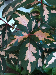 seamless pattern with leaves