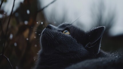 Obraz premium Gray cat gazing upward, snowing, outdoors, winter