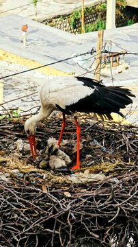 Stork City, where storks nest peacefully among homes, coexisting with locals.
📍Dareh Tefe, Marivan - Kurdistan  