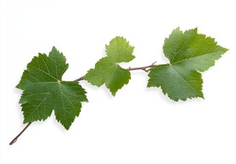 Close Up Vine Branch With Green Leaves On White Background