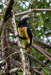 Aracari toucan © Raphael