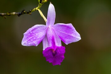 Obraz premium close up of an orchid flower