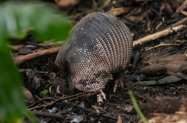 Nine banded armadillo