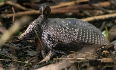 Nine banded armadillo