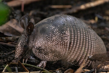 Nine banded armadillo