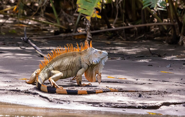 Green iguana