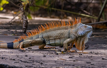 Green iguana