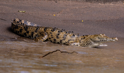 American crocodile in the wild