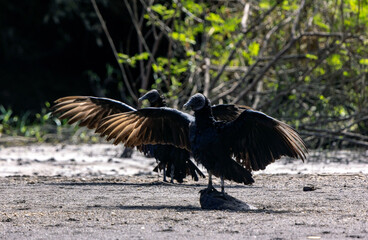American black vultures