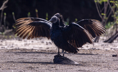 black vulture in the wild