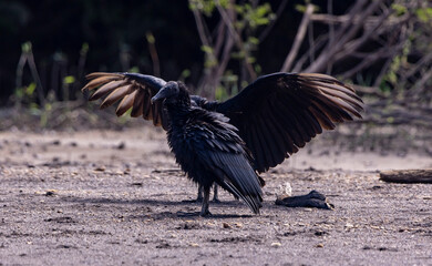 American black vultures