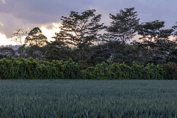 Pineapple plantation in Costa Rica