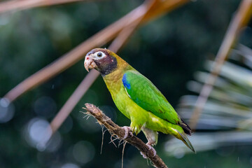 Brown-Hooded Parrot