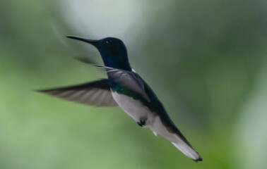 Fototapeta premium hummingbird in flight