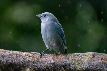 Blue Tanager