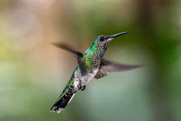 hummingbird in flight