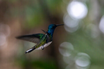 hummingbird in flight