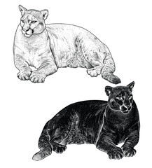 Hand drawn puma lying down isolated on white background