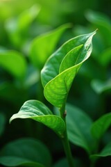 Fototapeta premium Deep green tea leaves unfurl, showing delicate veins , japanese tea, tea leaf, luxury