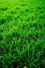 Fototapeta premium Intricate short-cut grass, lush green stripes, turf, green