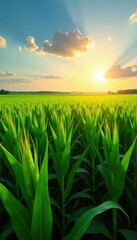 Fototapeta premium Sun-drenched cornfield, lush green rows stretching to horizon , horizon, sun, stock photo