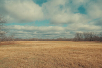 Fototapeta premium There are three trees in the middle of a field with a cloudy sky