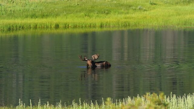 Bull Moose at Sheep Lakes - An adult male wild moose feeding in shallow water of Sheep Lakes on a sunny Summer morning, Rocky Mountain National Park, Colorado, USA.