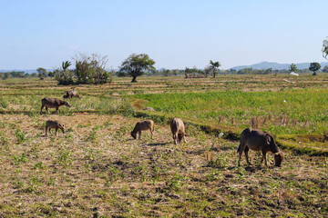 Herd of animals grazing in a field