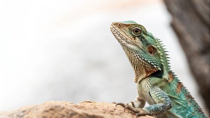 Obraz premium Close-Up of a Bearded Dragon Lizard on a White Background