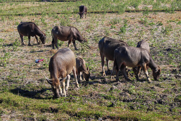 Herd of animals grazing in a field