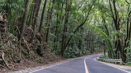 Highway in the rainforest. The dividing line on the asphalt is in the middle. The road turns. There are barriers and warning signs on the roadsides. Thickets of trees with exposed roots on a hill.