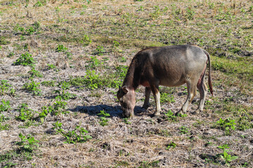 Small donkey is grazing in a field