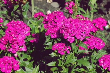 Pink Sweet William flowers (Dianthus barbatus) in a garden