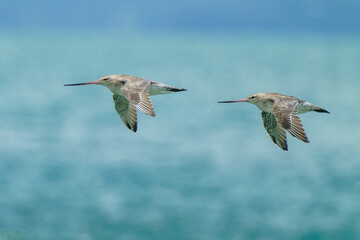 two bar-tailed godwits in flight side on view blurred blue sea background