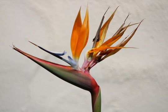 bird of paradise with light background