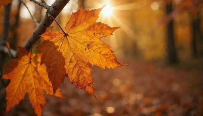 Golden Maple Leaves Bathed in Sunlight a Stunning Autumnal Scene