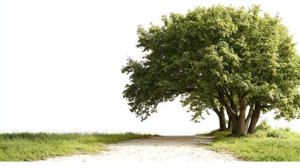 Obraz premium A lush green tree stands beside a gravel path, surrounded by soft grass, creating a peaceful natural setting on a white isolated background.