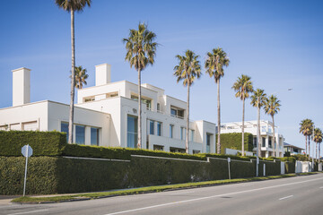 palm trees in the street